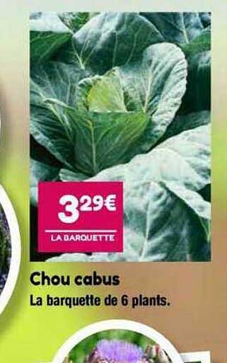 chou cabus