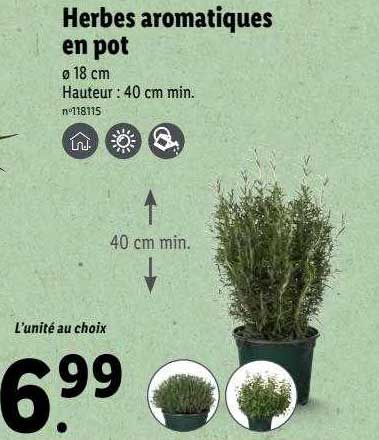 Herbes Aromatiques En Pot