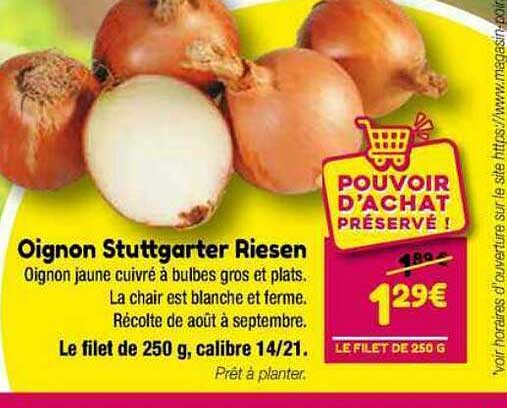 oignon stuttgarter riesen