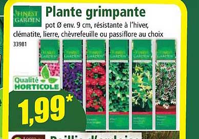 plante grimpante finest garden