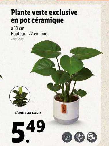 plante verte exclusive en pot céramique