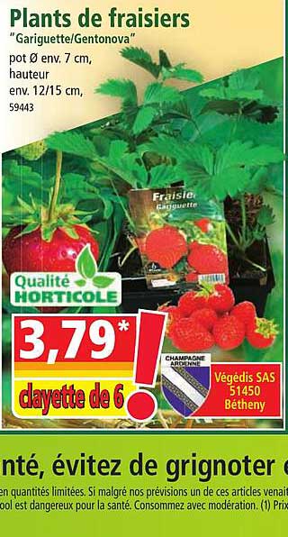 plants de fraisiers "gariguette-gentonova"