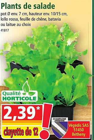 plants de salade