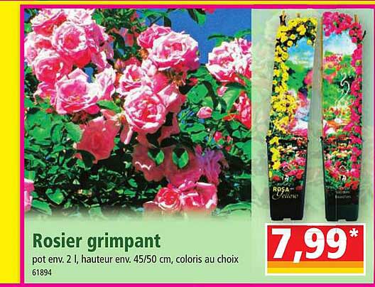 rosier grimpant