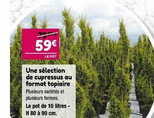 une sélection de cupressus au format topiaire