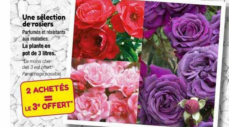 une sélection de rosiers