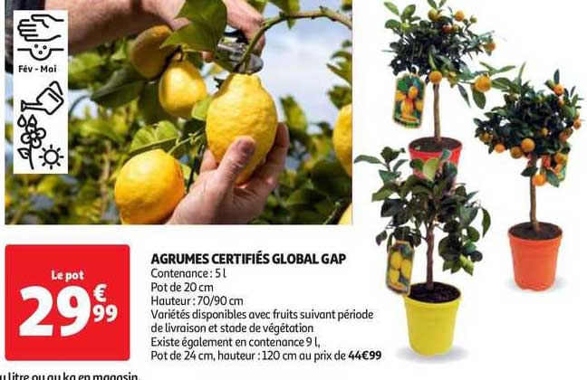 agrumes certifiés global gap