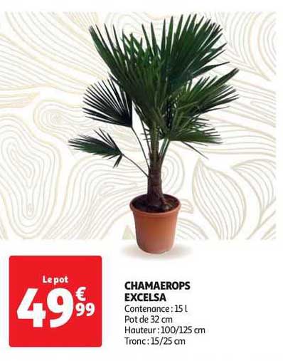 chamaerops excelsa