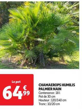 chamaerops humilis palmier nain