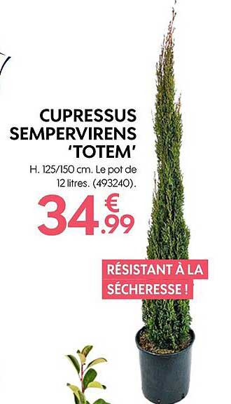 cupressus sempervirens 'totem'