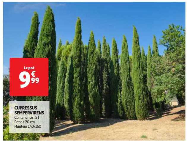 cupressus sempervirens