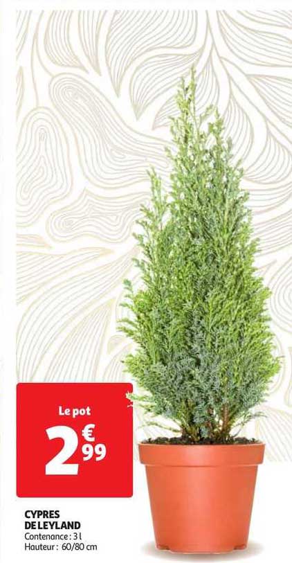 cyprès de leyland
