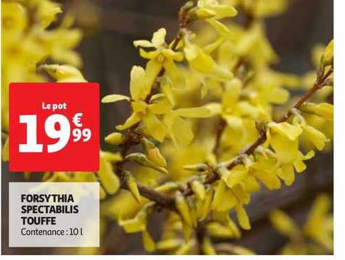 forsythia spectabilis touffe