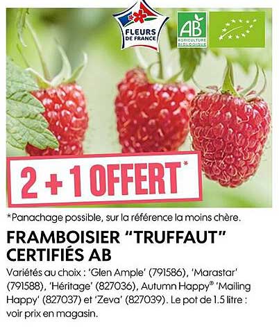 framboisier "truffaut" certifiés ab