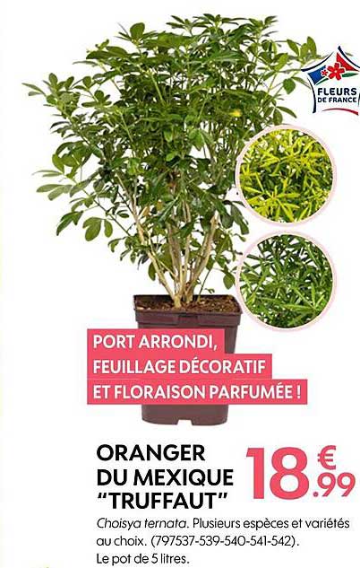 oranger du mexique "truffaut"