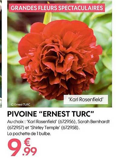 pivoine "ernest turc"