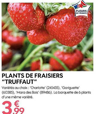 plants de fraisiers "truffaut"