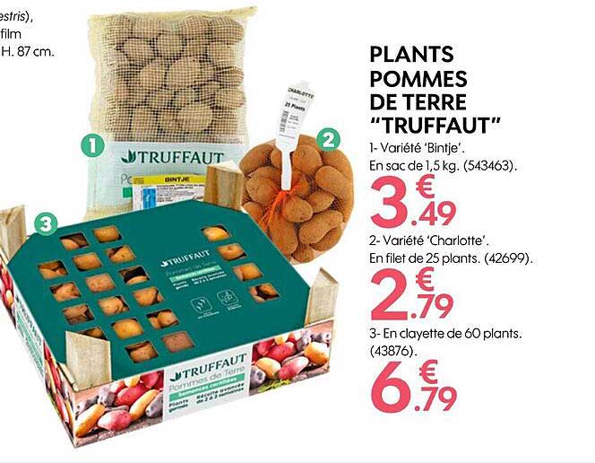 plants pommes de terre "truffaut"