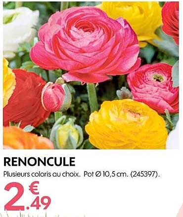 renoncule