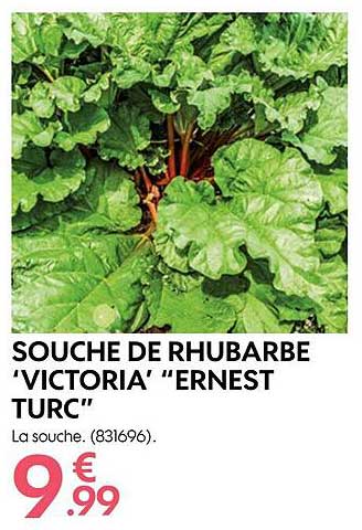 souche de rhubarbe "victoria' "ernest turc"