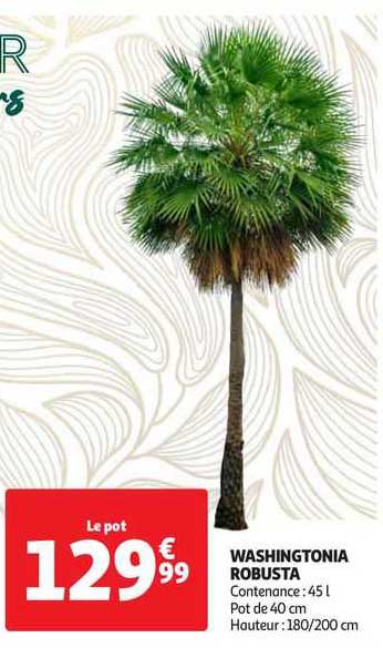 washingtonia robusta