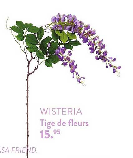 wisteria tige de fleurs