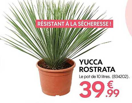yucca rostrata