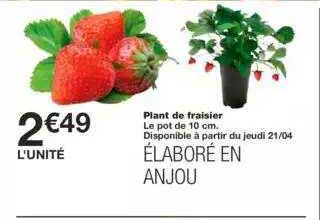 plant de fraisier