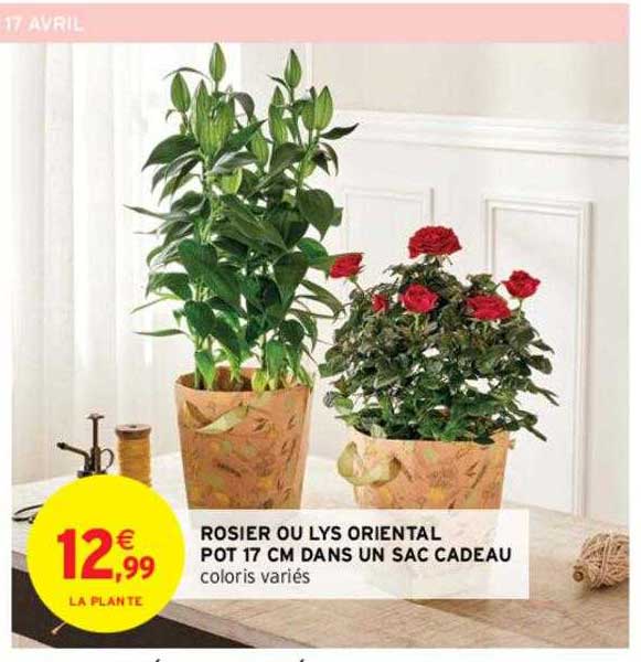rosier ou lys oriental pot 17 cm dans un sac cadeau