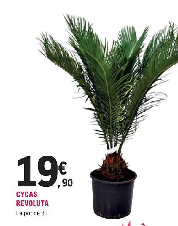 Cycas Revoluta