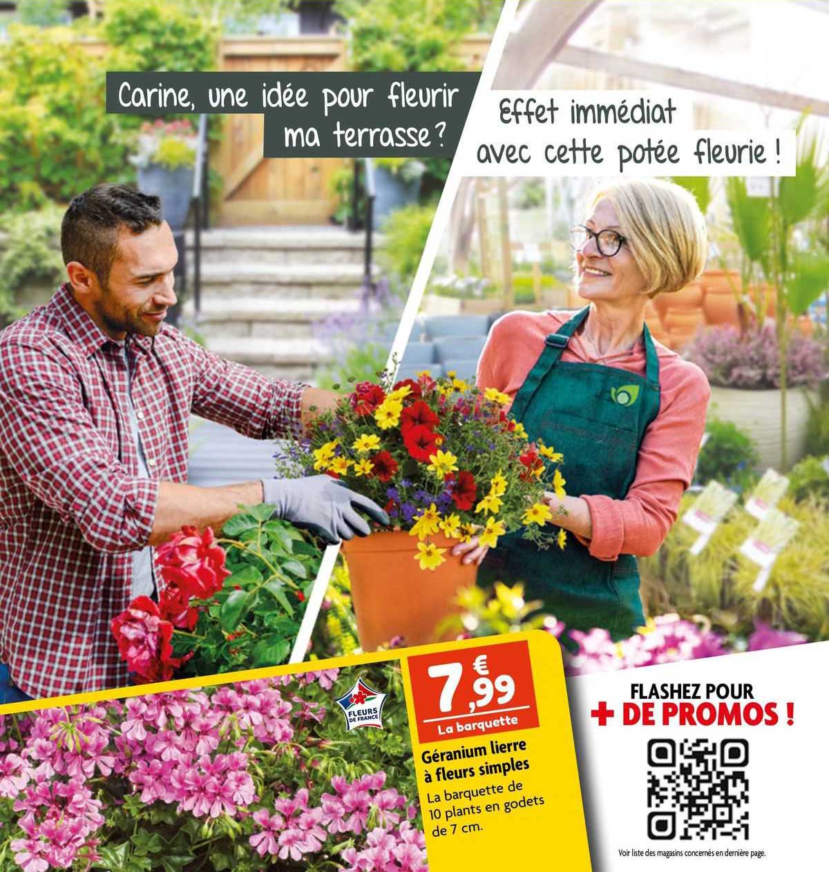 géranium lierre à fleurs simples