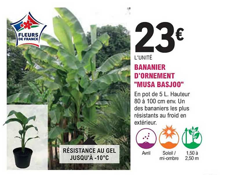 Bananier D'ornement "musa Basjoo"