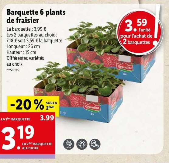 barquette 6 plants de fraisier