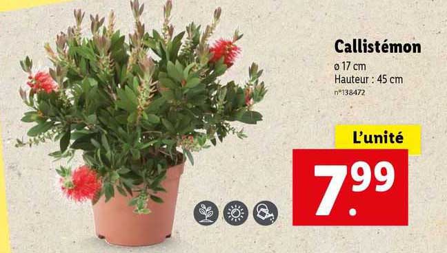 callistémon