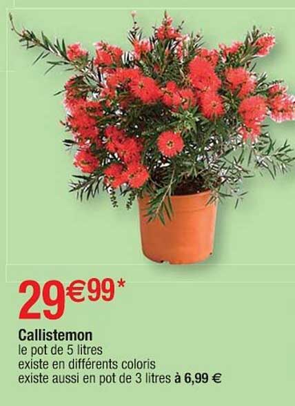 callistemon