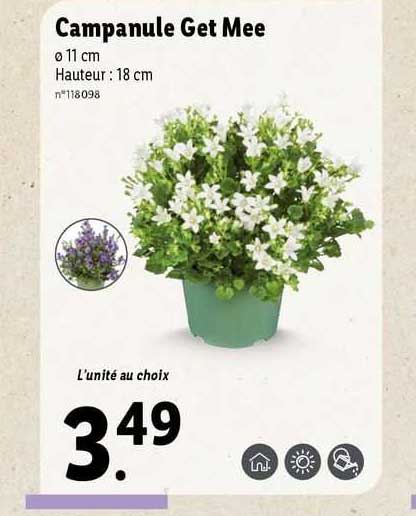 campanule get mee