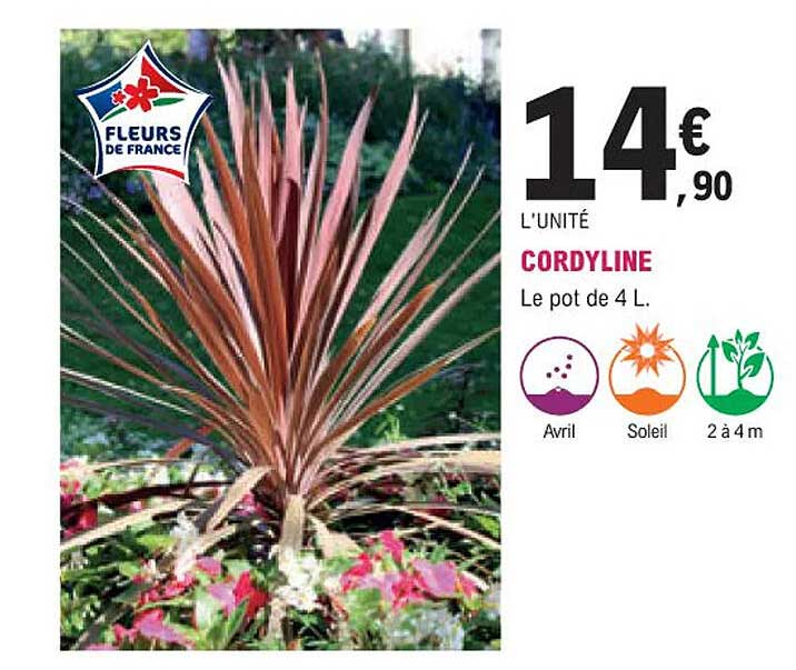 cordyline