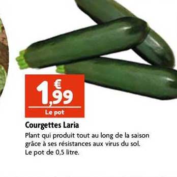 Courgettes Laria