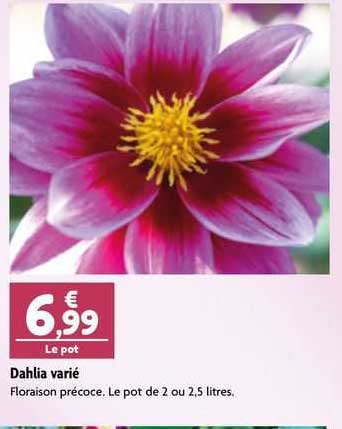 Dahlia Varié