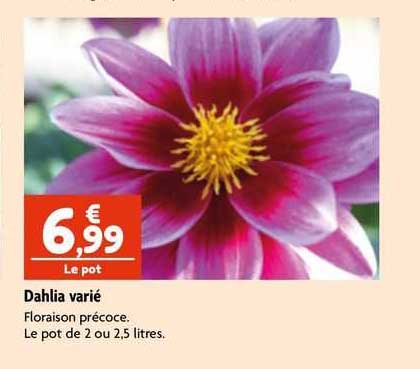dahlia varié