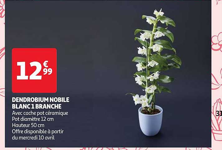 dendrobium nobile blanc 1 branche
