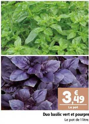 duo basilic vert et pourpre