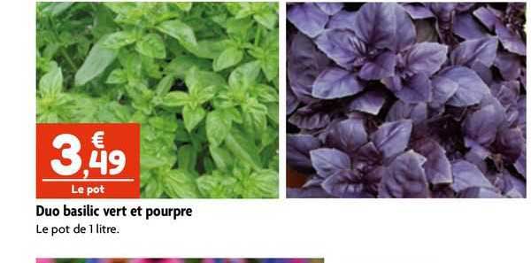 duo basilic vert et pourpre