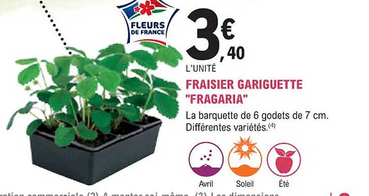 fraisier gariguette "fragaria"