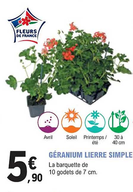 géranium lierre simple