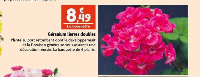 Géranium Lierres Doubles