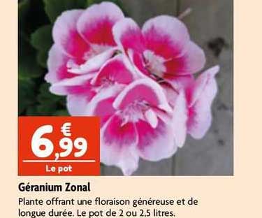 géranium zonal