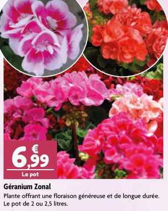 géranium zonal