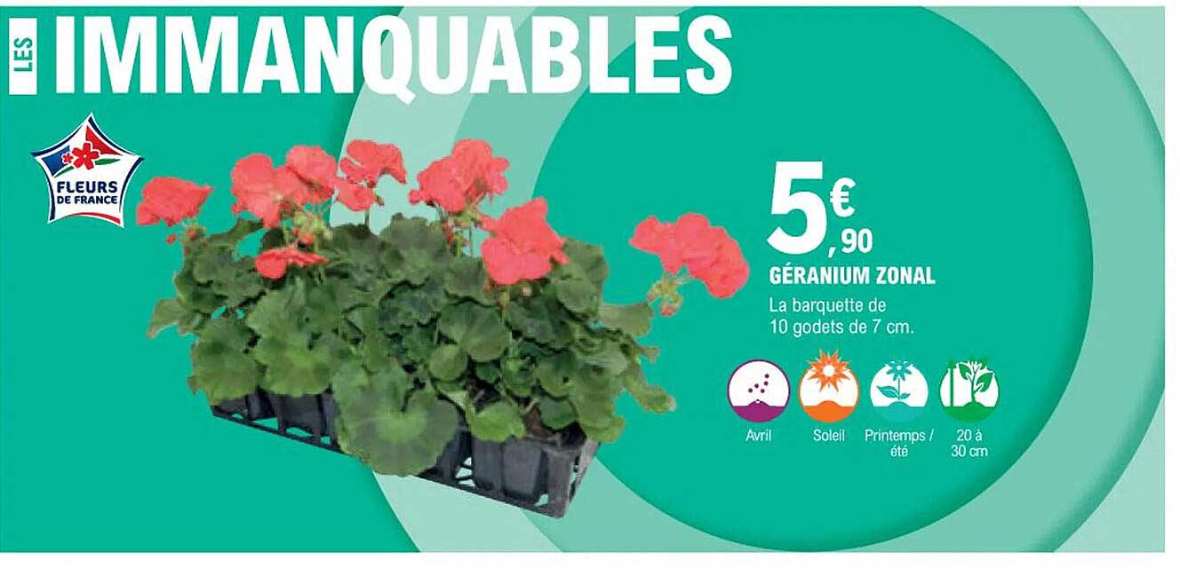 géranium zonal