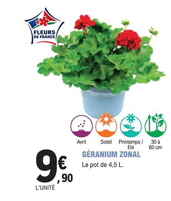 géranium zonal
